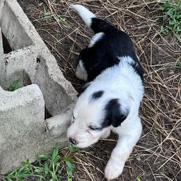 Boy 1 - Black tri-color male Aussiedoodle puppy in Reddick, Florida from Cooper’s Mini Doodles