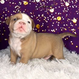 Louis - Liver male American Bully puppy in Nashville, Tennessee from SimplyBullies