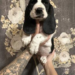 Belle - Black and white female Basset Hound puppy in Jacksonville, Florida from Craven Bassets