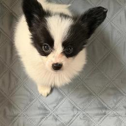 Janga - White and black male Papillon puppy in Cedar Springs, Michigan from FlutterBy
