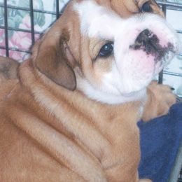 Bulldogs from Greatrock Bulldogs