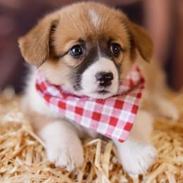 Pembroke Welsh Corgi Puppies from Big Sky Corgis