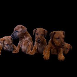 Irish Terrier All Grown Up from Irish Rose Kennels