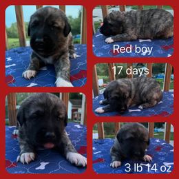 Red boy - Brindle Anatolian Shepherd Dog puppy in Franklin, New Hampshire from Feather’s Glen Anatolians