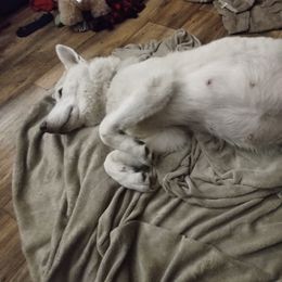roxy - Siberian Husky