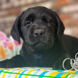 Honey bee - Black male Labrador Retriever puppy in Dixon, California from Rosslyn Labradors (Rose-Line)