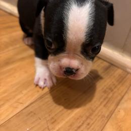 Jewels - Black and white female Boston Terrier puppy in Spartanburg, South Carolina from Sassy Pap Farms