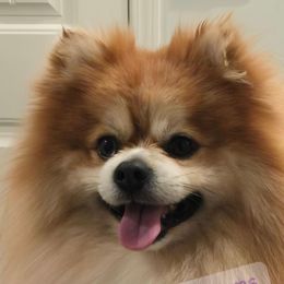 Pomeranians from Bruno & Bella's Poms