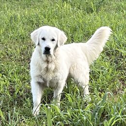 Sage - Golden Retriever