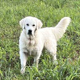 Sage - Golden Retriever