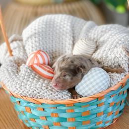 Australian Shepherd Puppies from Ember Aussies NJ/NY/PA