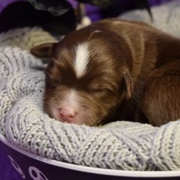 Boy 4 - Miniature American Shepherd puppy from Cedar Moon