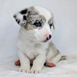 Erin - Blue merle and white female American Corgi puppy in Clarksville, Tennessee from Cold Creek Family Farm LLC