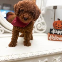 Hudson - Red  male Goldendoodle puppy in Alamance County, North Carolina from Doodle Squad Puppies