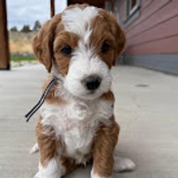 Mr. Blue - Red  male Goldendoodle puppy in Hines, Oregon from Switch Canyon Doodles