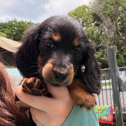 Suzie - Blue and tan female Dachshund puppy in Southwest Ranches, Florida from Breezy Florida Dachshunds
