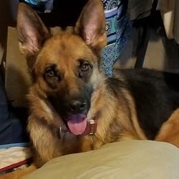 Belgian Malinois and German Shepherd All Grown Up from Von Kecohaus Kennels