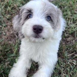 Darla with training - Merle female Cockapoo puppy in Boonville, North Carolina from Doods & Dolls