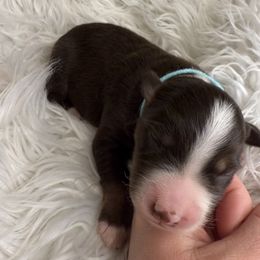Doc - Red tri male Miniature Australian Shepherd puppy in Quincy, Illinois from SK Aussie’s