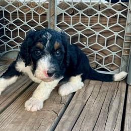 Brown collar - Tri-color male Bernedoodle puppy in Marlow, Oklahoma from Crider’s Critters