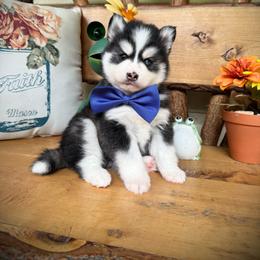 Buzz - Black and white male Pomsky puppy in Venus, Pennsylvania from Hemlock Pines Pomsky