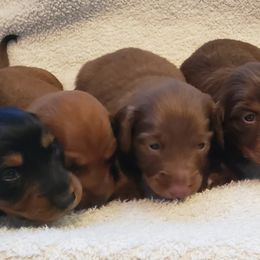 Dachshund Puppies from C and j doxies