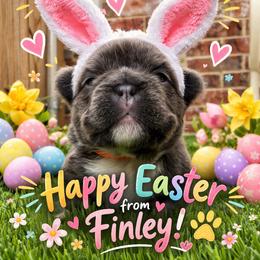 Finley - Blue female French Bulldog puppy in Greenville, Texas from Lovey’s Frenchies