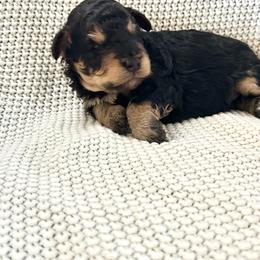 Lizzie - Tri-color female Bernedoodle puppy in Leesport, Pennsylvania from Bechtel’s Doodles