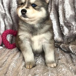 Pomsky Puppies from Oxsana Perfect Pomsky- 5 puppies available