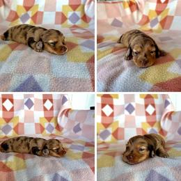 Girl 2 - Dapple female Dachshund puppy in Oklahoma from Red Oak Long Dogs