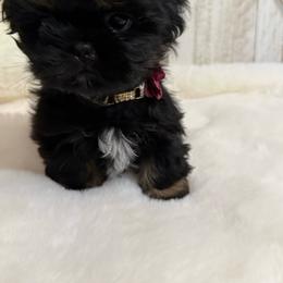 Milo - Black and tan male Shih Tzu puppy in Glens Falls, New York from Shih Tzus N Giggles