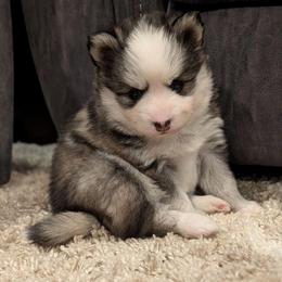 Charlie Male Blue Eyes - Black and white male Pomsky puppy in Hurleyville, New York from My Crazy Pomskys