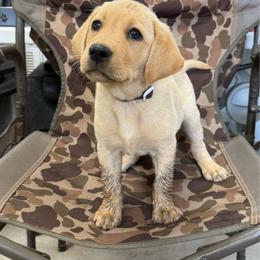 Purple - Yellow female Labrador Retriever puppy in Derby, Kansas from Wheatland Retrievers