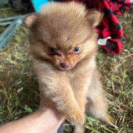 Biscuit - Orange sable male Pomeranian puppy in Somerset, Kentucky from Perez Pomeranians