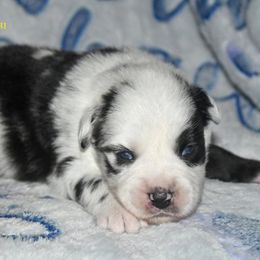 Bode - Blue merle male Miniature Australian Shepherd puppy in Patterson, North Carolina from DreamLine Aussies