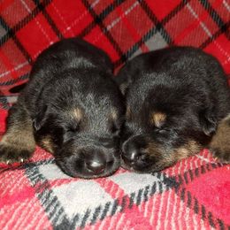 German Shepherd Puppies from My Bodyguard German Shepherd Dogs
