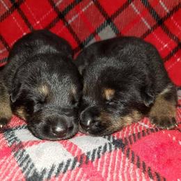 German Shepherd Puppies from My Bodyguard German Shepherd Dogs