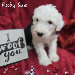 Ruby Sue - Gray and white female Old English Sheepdog puppy in Sutherlin, Oregon from Sapphire Eyes Sheepdogs