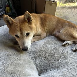 Aki - Red male Shiba Inu puppy in Florence, Oregon from Sunbeam Shiba Inus