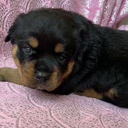 Red - Black and mahogany female Rottweiler puppy in Grass Valley, California from Rottweiler vom Hause Wolf