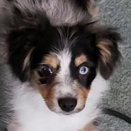 Miniature Australian Shepherds from Little Valley Aussies
