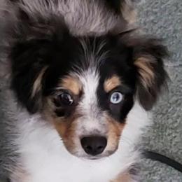 Miniature Australian Shepherds from Little Valley Aussies