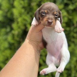 Cricket - Piebald female Dachshund puppy in Lebanon, Tennessee from Thomas Homestead and Rabbitry