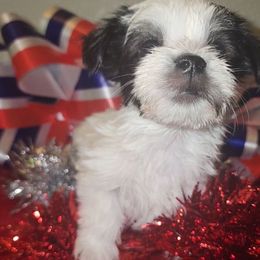 CHIP - White male Morkie puppy in Palmdale, California from J Designer Puppies
