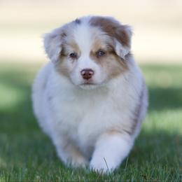 Harvest - Red merle male Miniature American Shepherd puppy in Stephenville, Texas from Diamond H Aussies