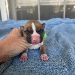 Fergus - Red male American Staffordshire Terrier puppy in Marietta, Georgia from Ambition Amstaffs