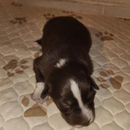 Boy 1 - Red tri-color male Australian Shepherd puppy in Jersey Shore, Pennsylvania from Lone Tree Aussies