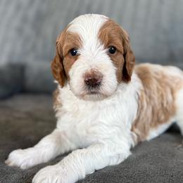 Macy - Parti female Goldendoodle puppy in Maricopa, Arizona from AZ Designer Goldendoodles