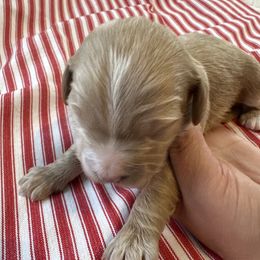 Blonde Boy - Apricot male Cavapoo puppy in O'fallon, Missouri from Sister Sister Cavapoos