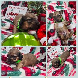 Tom - Red male Dachshund puppy in Fenton, Michigan from Always Darling Dachshunds